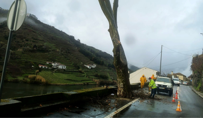 Equipa da Floponor a abater uma árvore junto à estrada, com sinalização de trabalhos